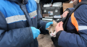 В Каринторфе провакцинируют собак и кошек против бешенства